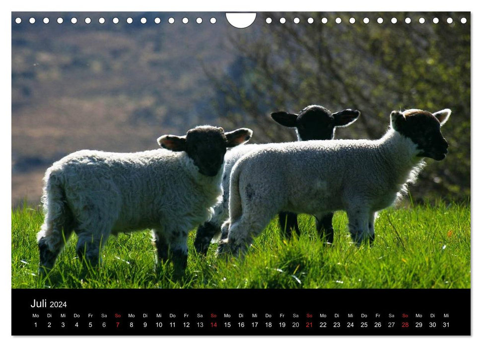Ireland County Cork (CALVENDO Wall Calendar 2024) 