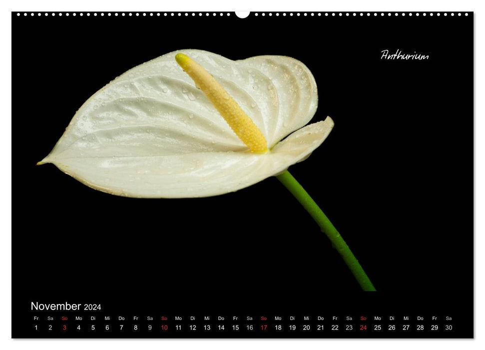 Flower beauties (CALVENDO Premium Wall Calendar 2024) 