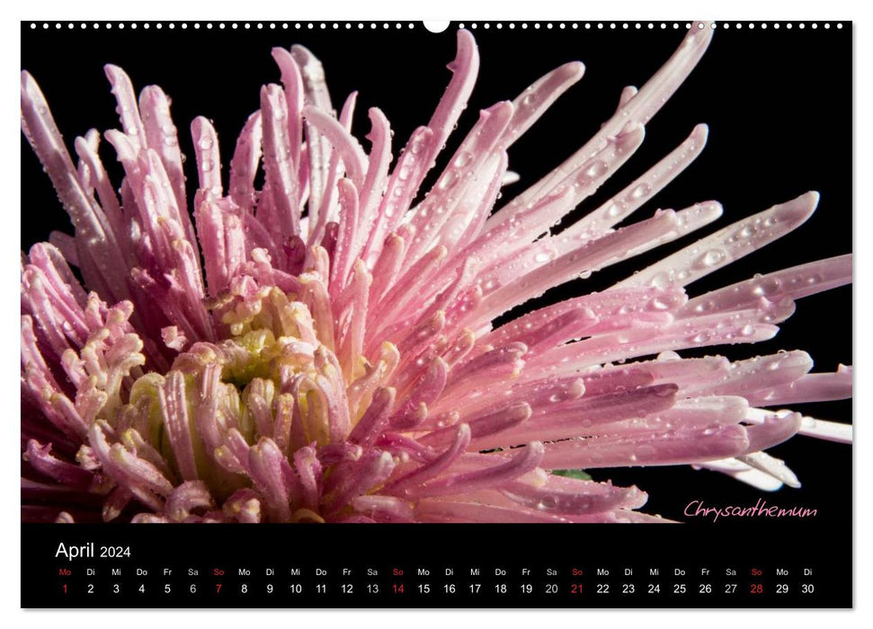 Blütenschönheiten (CALVENDO Premium Wandkalender 2024)