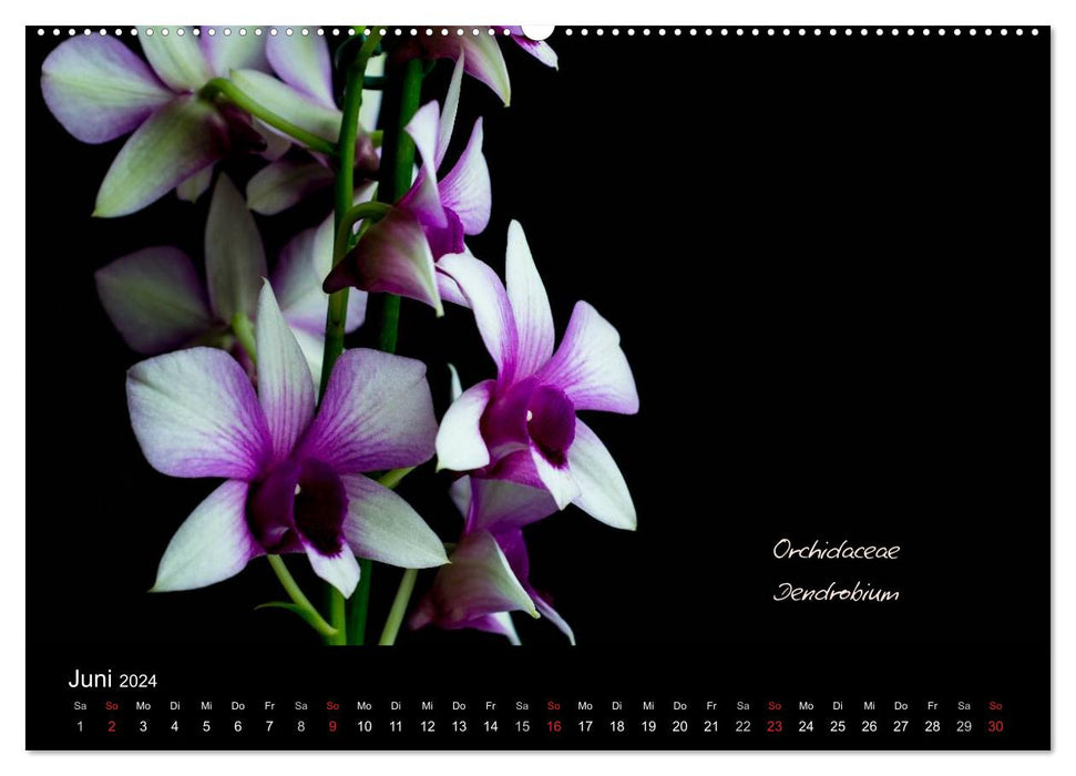 Blütenschönheiten (CALVENDO Premium Wandkalender 2024)