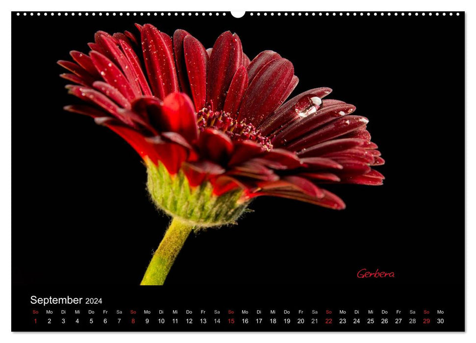 Flower beauties (CALVENDO Premium Wall Calendar 2024) 