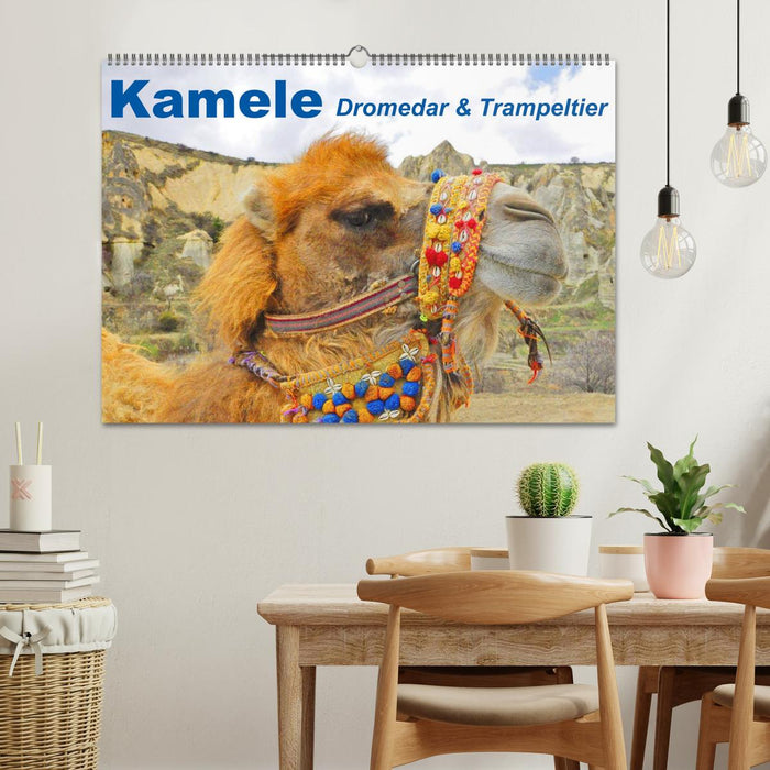 Camels • Dromedaries &amp; Bactrian camels (CALVENDO wall calendar 2024) 