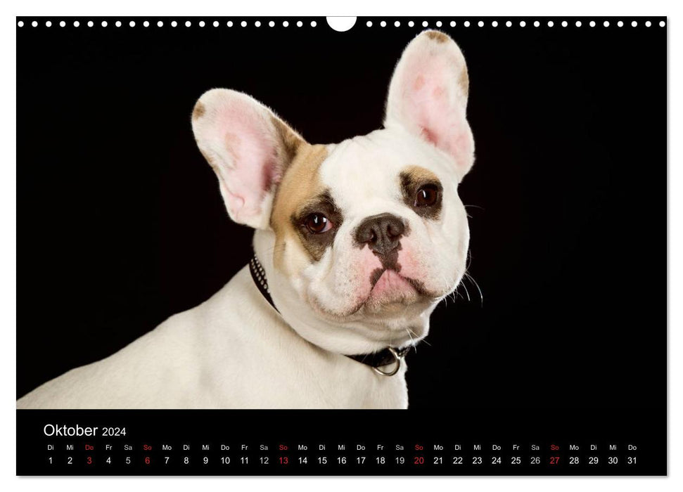 Dogs (CALVENDO Wandkalender 2024)