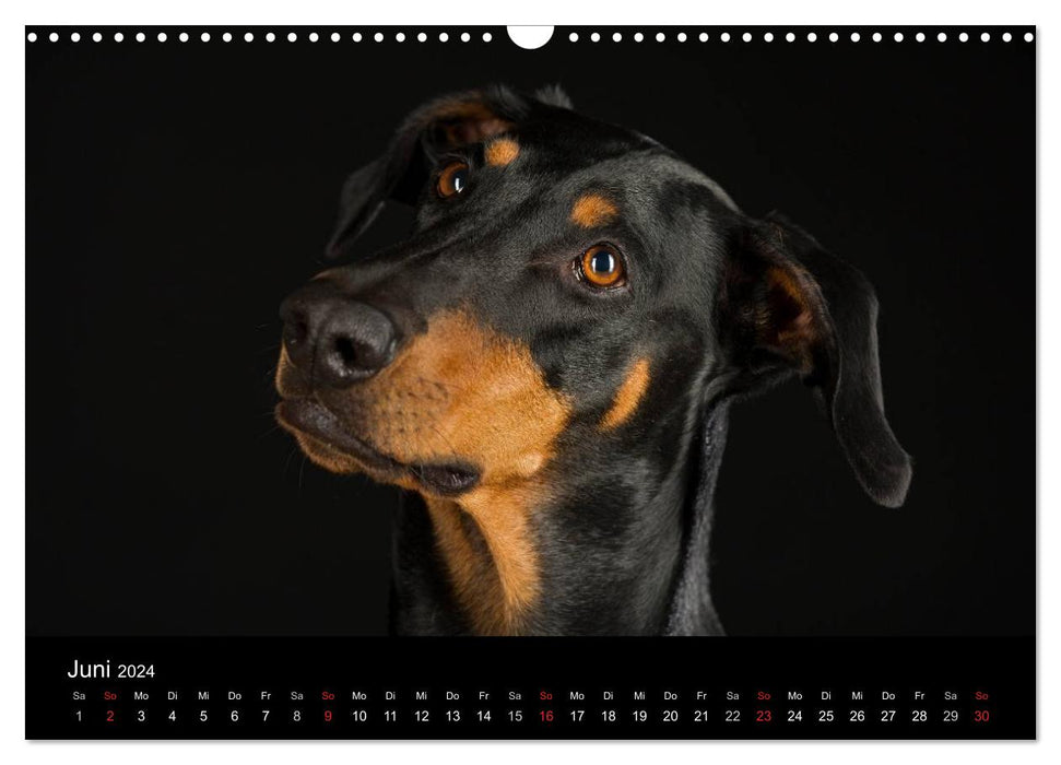 Dogs (CALVENDO Wandkalender 2024)
