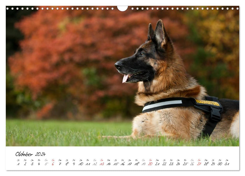 Deutscher Schäferhund / CH-Version (CALVENDO Wandkalender 2024)