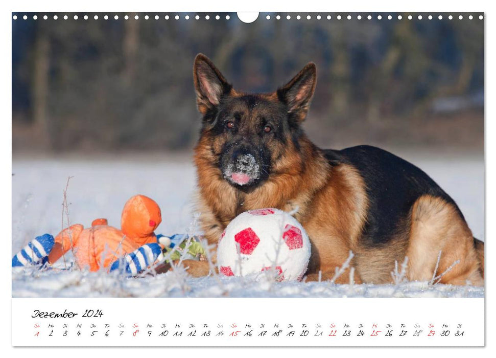 Deutscher Schäferhund / CH-Version (CALVENDO Wandkalender 2024)