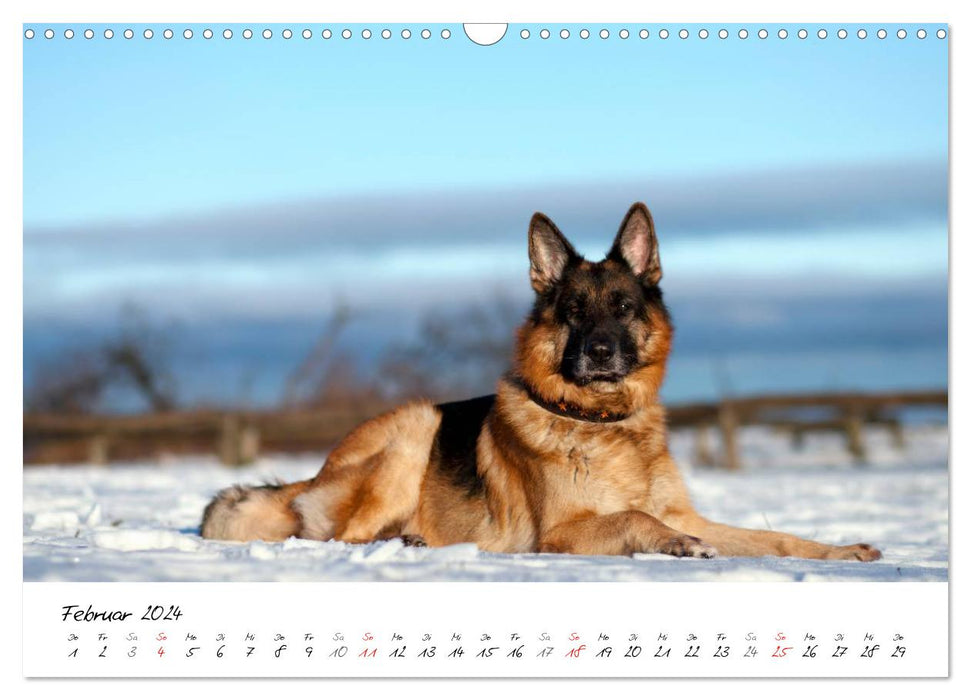 Deutscher Schäferhund / CH-Version (CALVENDO Wandkalender 2024)