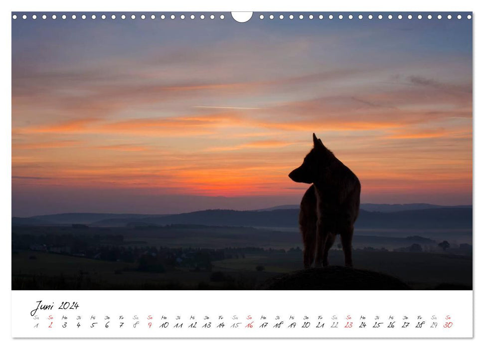 Deutscher Schäferhund / CH-Version (CALVENDO Wandkalender 2024)