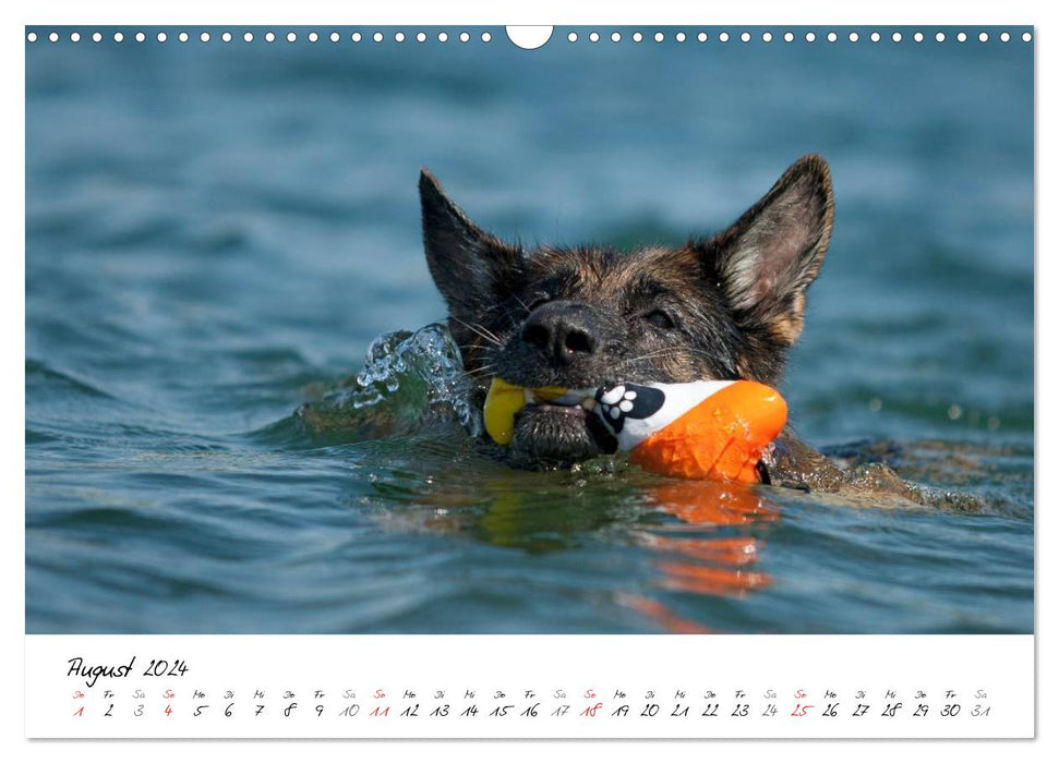 Deutscher Schäferhund / CH-Version (CALVENDO Wandkalender 2024)