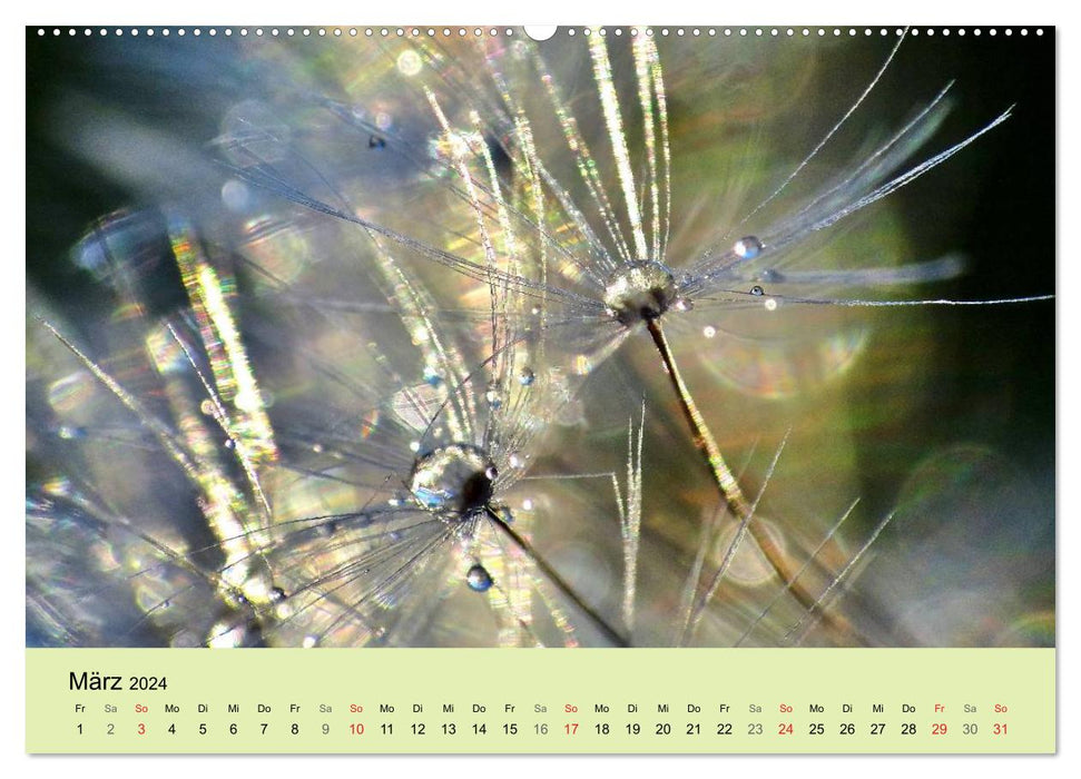 Natural Jewel Dandelion (CALVENDO Premium Wall Calendar 2024) 