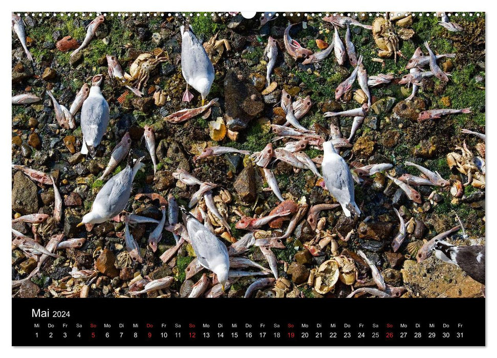 Bretagne - Un voyage au bout du monde / version CH (Calendrier mural CALVENDO 2024)