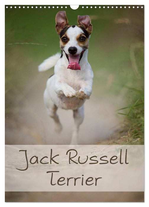 Jack Russell Terrier (CALVENDO Wandkalender 2024)