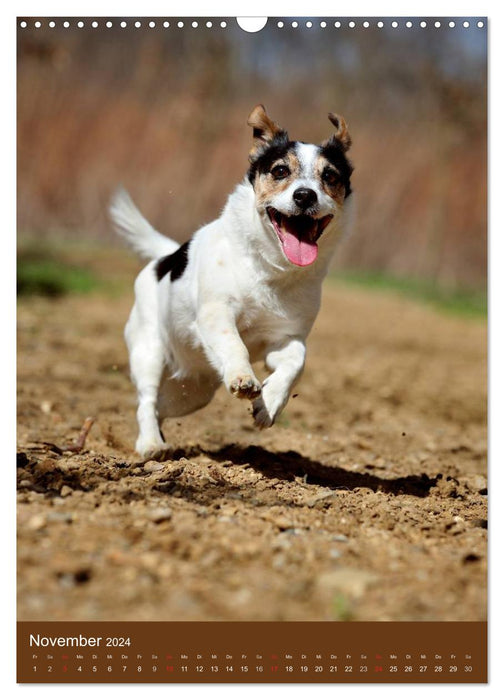 Jack Russell Terrier (Calendrier mural CALVENDO 2024) 