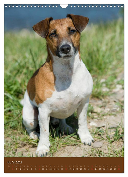 Jack Russell Terrier (Calendrier mural CALVENDO 2024) 