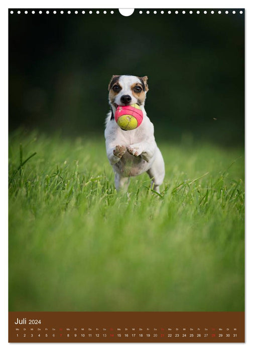 Jack Russell Terrier (Calendrier mural CALVENDO 2024) 