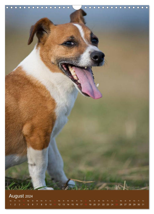 Jack Russell Terrier (Calendrier mural CALVENDO 2024) 