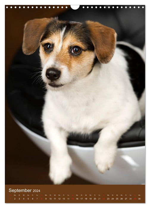 Jack Russell Terrier (CALVENDO Wandkalender 2024)