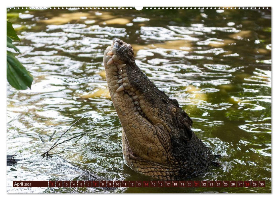 Africa's wild beauties (CALVENDO Premium Wall Calendar 2024) 