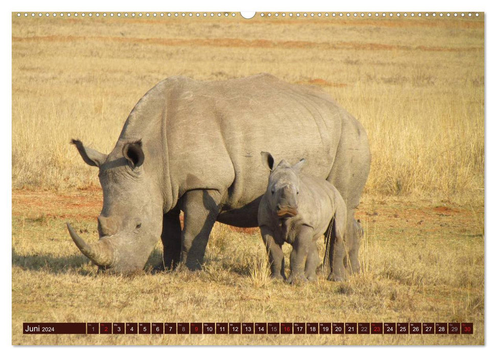 Africa's wild beauties (CALVENDO Premium Wall Calendar 2024) 