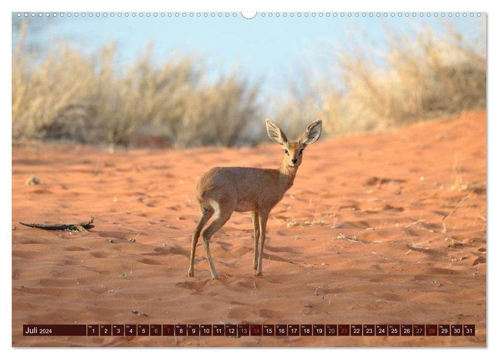 Afrikas wilde Schönheiten (CALVENDO Premium Wandkalender 2024)