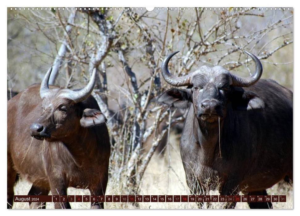 Afrikas wilde Schönheiten (CALVENDO Premium Wandkalender 2024)