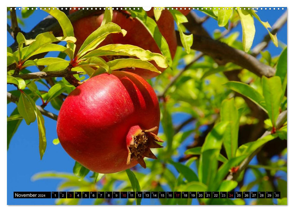 Reife Früchte (CALVENDO Wandkalender 2024)