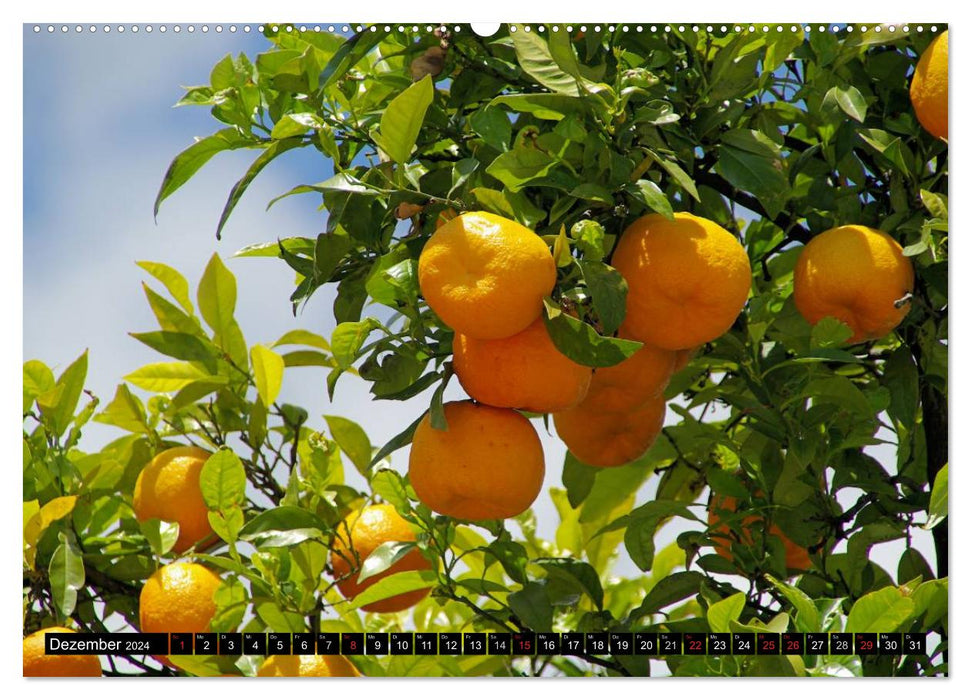 Ripe fruits (CALVENDO wall calendar 2024) 