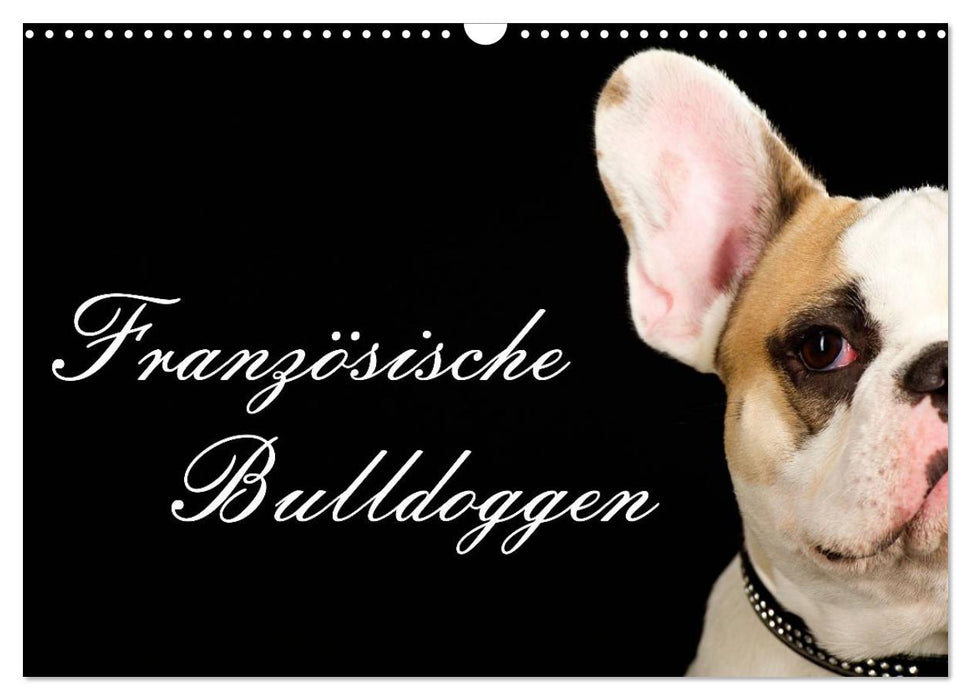 Französische Bulldoggen (CALVENDO Wandkalender 2024)
