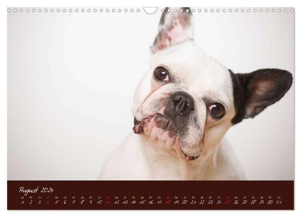 Französische Bulldoggen (CALVENDO Wandkalender 2024)