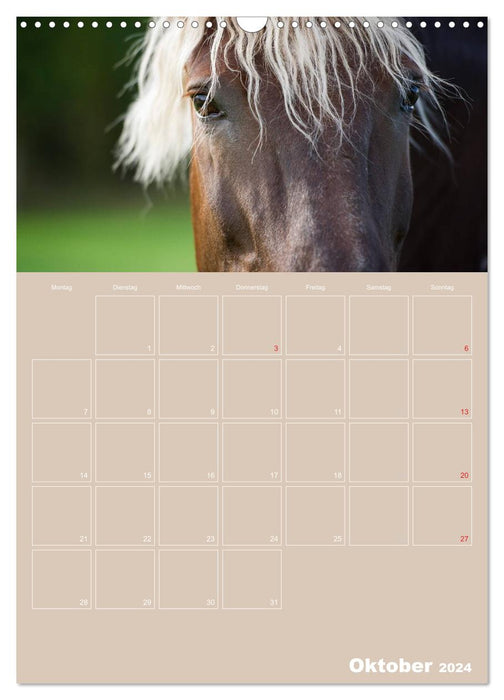 Pferde / Planer (CALVENDO Wandkalender 2024)