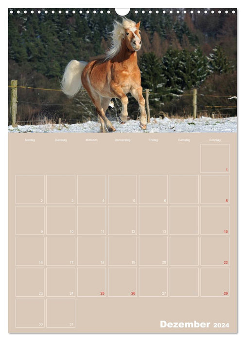 Pferde / Planer (CALVENDO Wandkalender 2024)