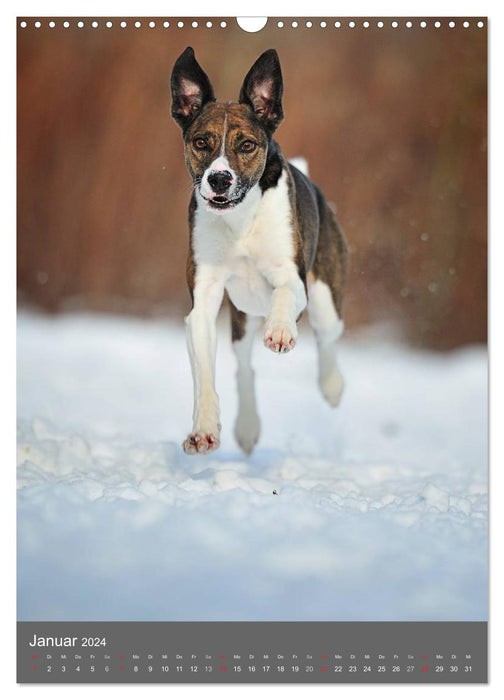 Chiens métis (Calendrier mural CALVENDO 2024) 