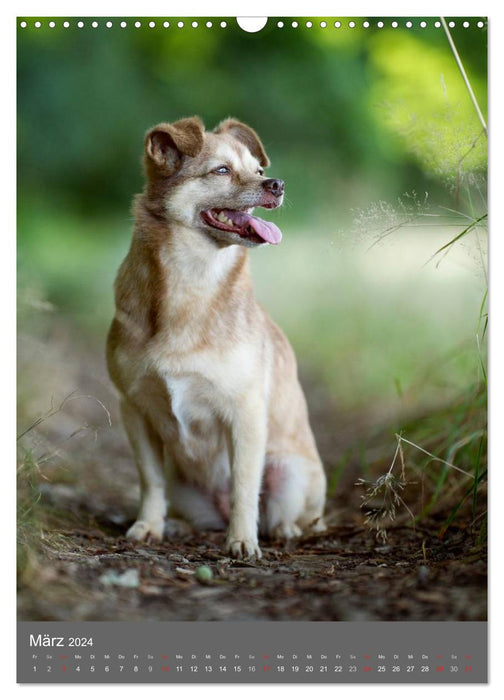 Mischlingshunde (CALVENDO Wandkalender 2024)