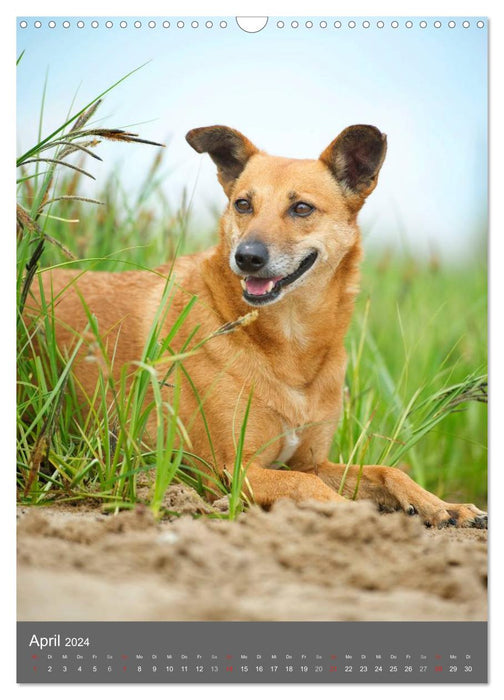 Mischlingshunde (CALVENDO Wandkalender 2024)