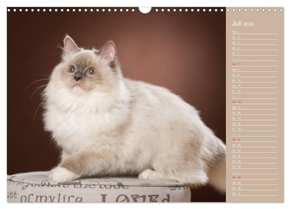 Zauberhafte Ragdolls / Geburtstagskalender (CALVENDO Wandkalender 2024)