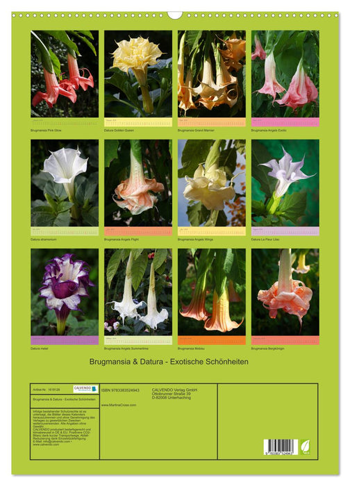 Brugmansia & Datura - Exotische Schönheiten (CALVENDO Wandkalender 2024)