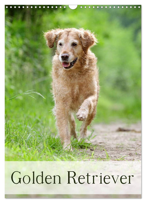 Golden Retriever (CALVENDO Wandkalender 2024)