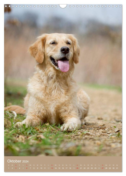 Golden Retriever (CALVENDO Wandkalender 2024)