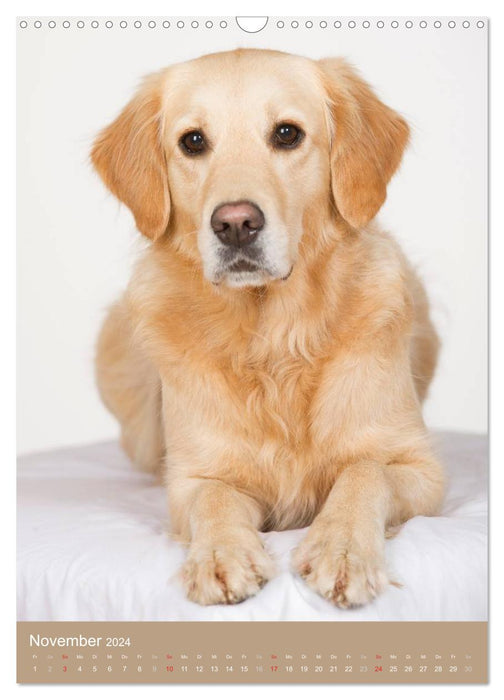 Golden Retriever (CALVENDO Wandkalender 2024)