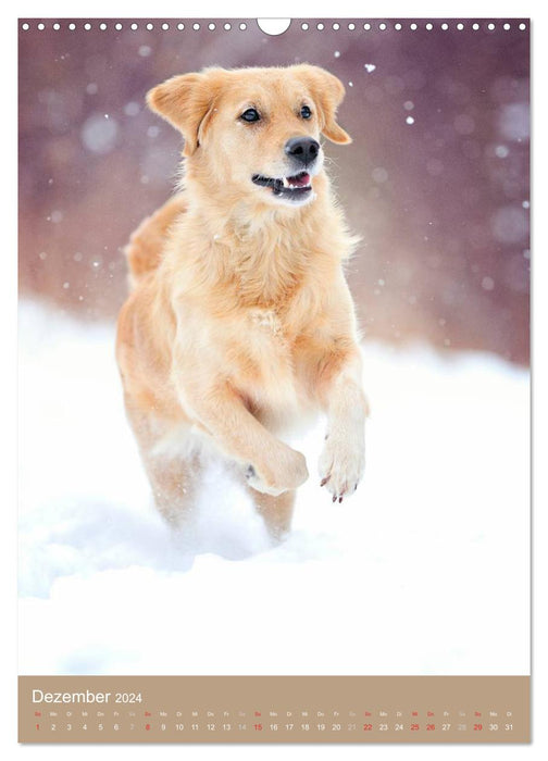 Golden Retriever (CALVENDO Wandkalender 2024)