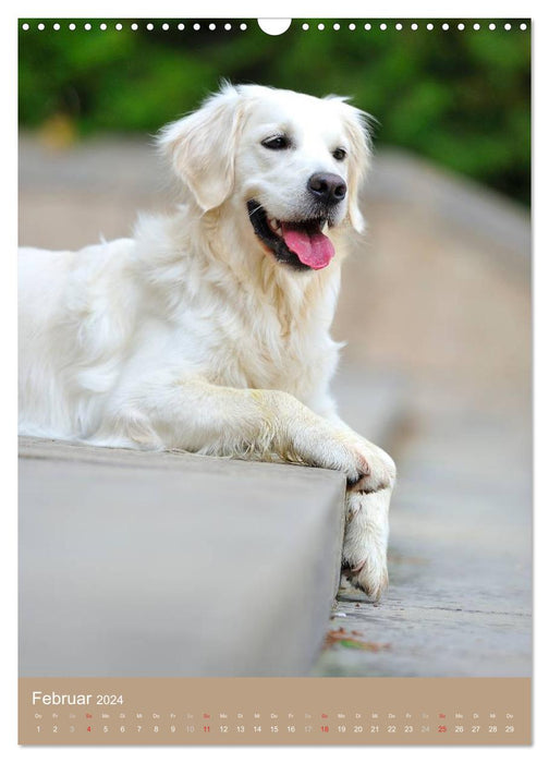 Golden Retriever (Calendrier mural CALVENDO 2024) 