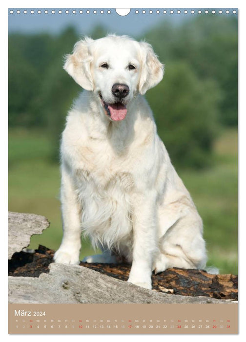 Golden Retriever (Calendrier mural CALVENDO 2024) 