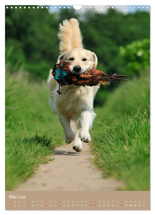 Golden Retriever (Calendrier mural CALVENDO 2024) 