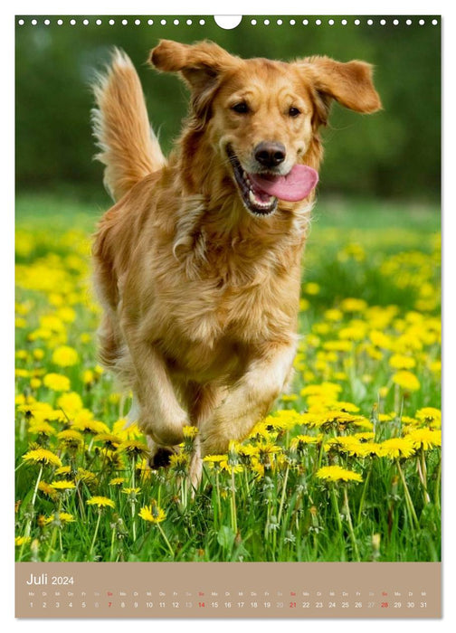 Golden Retriever (Calendrier mural CALVENDO 2024) 