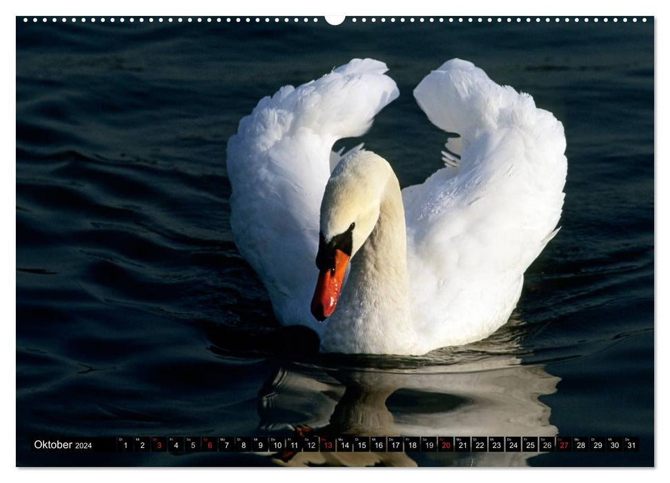 SWANS. (CALVENDO Premium Wall Calendar 2024) 