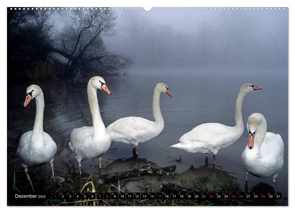 SWANS. (CALVENDO Premium Wall Calendar 2024) 