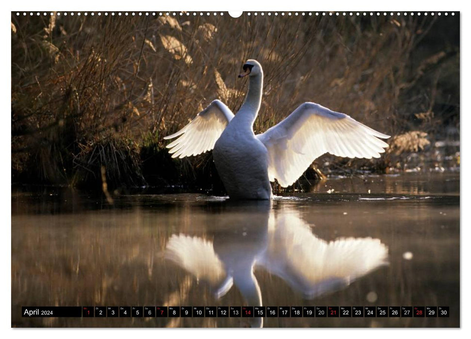 SWANS. (CALVENDO Premium Wall Calendar 2024) 