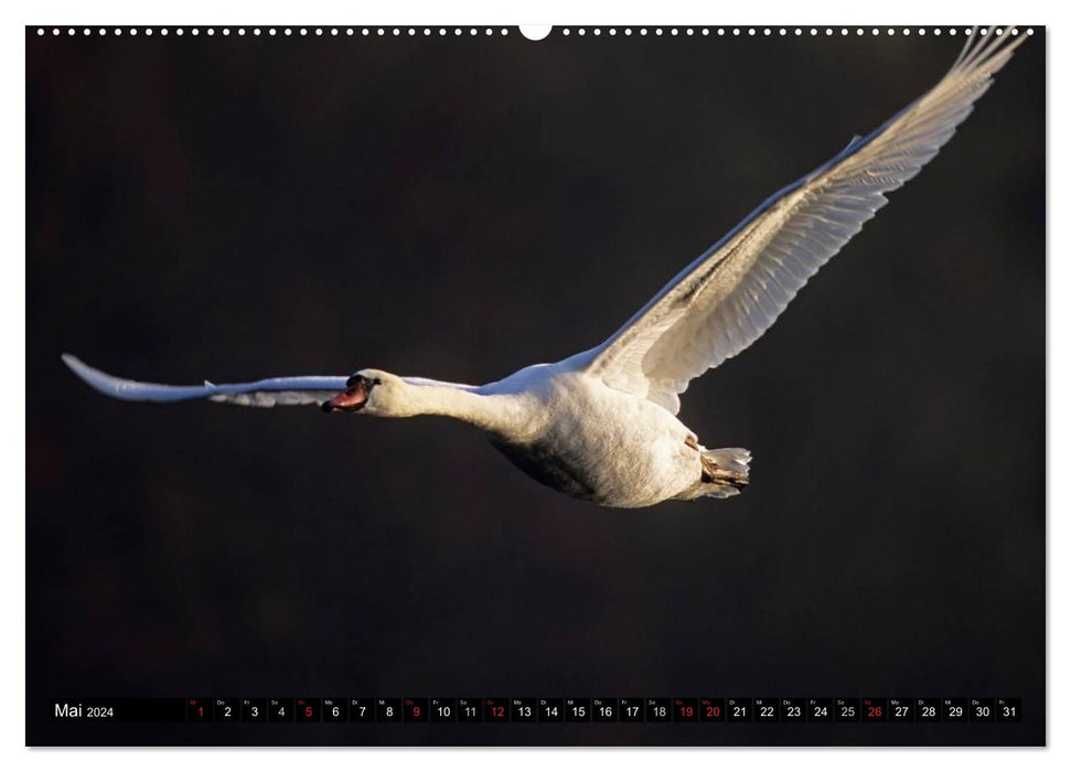 SWANS. (CALVENDO Premium Wall Calendar 2024) 