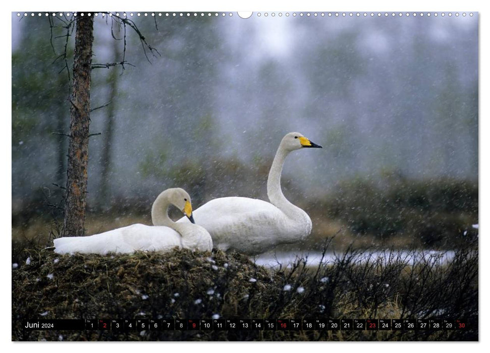 SWANS. (CALVENDO Premium Wall Calendar 2024) 