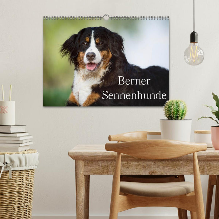 Berner Sennenhunde (CALVENDO Wandkalender 2024)
